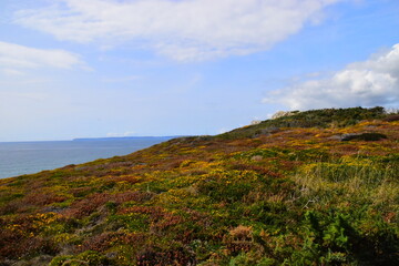 三年级科学植物有哪些相同的特点教案
