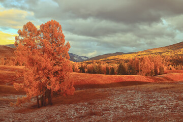 内蒙古海水稻种植