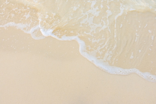 三年级科学植物有哪些相同的特点教案